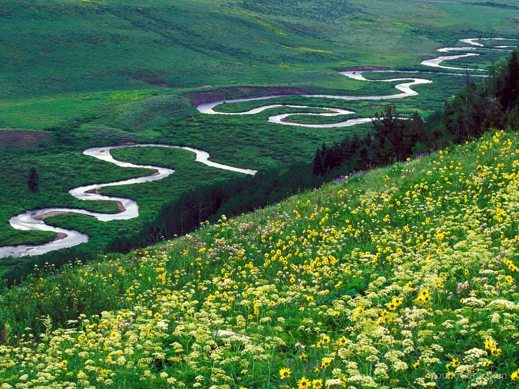 Meadow Parsley, Gunnison National Forest, Colorado